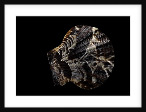 Pecten glaber by Anonymous