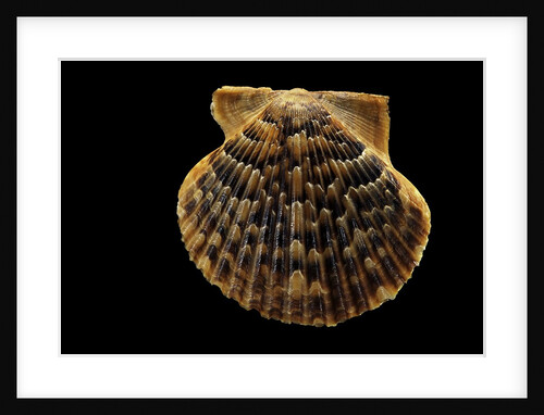 Pecten islandicus by Anonymous