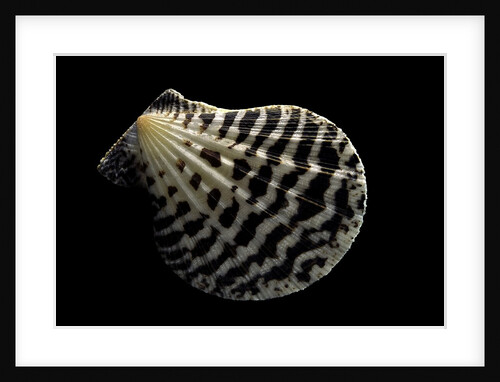 Pecten lignarius by Anonymous