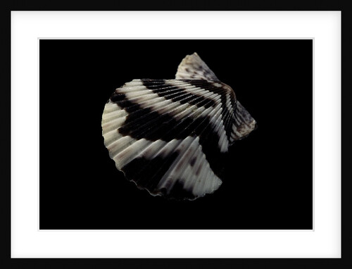 Pecten tranquebaricus by Anonymous