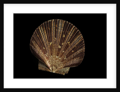 Pecten ziczac by Anonymous