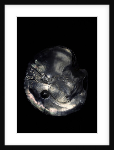 Pinctada margaritifera (pearl oyster) - with pearl by Anonymous