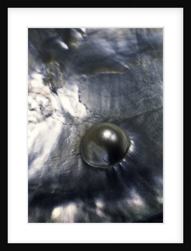 Pinctada margaritifera (pearl oyster) - with pearl by Anonymous