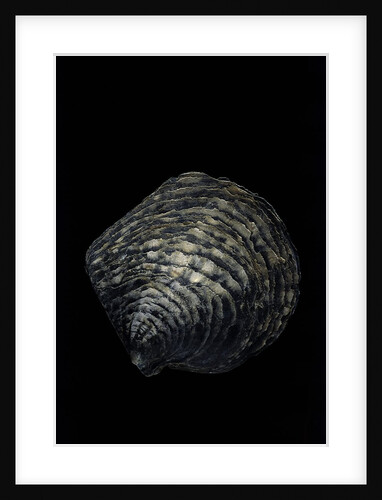Pinctada margaritifera (pearl oyster) by Anonymous
