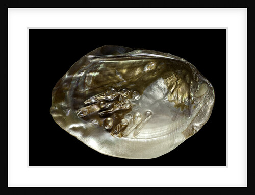 Pinctada sp. (pearl oyster) by Anonymous