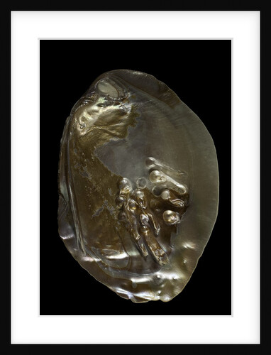 Pinctada sp. (pearl oyster) by Anonymous