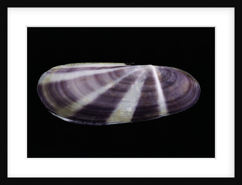 Siliqua radiata by Anonymous