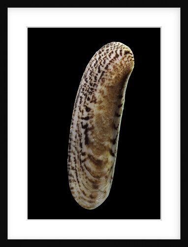 Siliqua winteriana by Anonymous