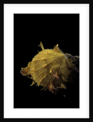 Spondylus imbutus by Anonymous