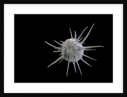 Spondylus imperialis by Anonymous