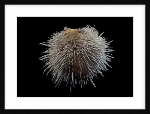 Spondylus linguaefelis by Anonymous