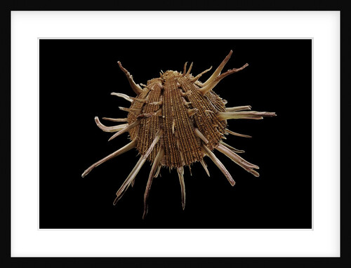 Spondylus regius by Anonymous