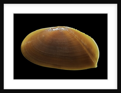 Tellina foliacea by Anonymous
