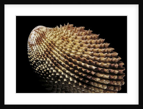 Trachycardium isocardia by Anonymous