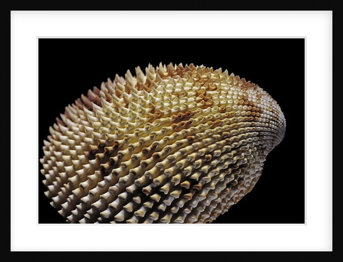 Trachycardium isocardia by Anonymous