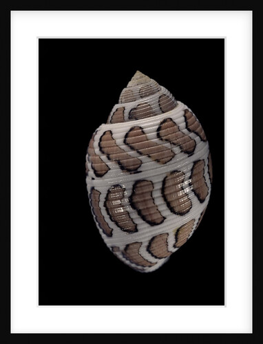 Acteon eloisae by Anonymous