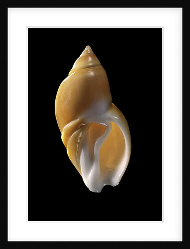 Ancilla lienardi by Anonymous