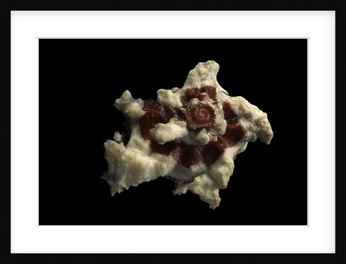 Angaria delphinus by Anonymous