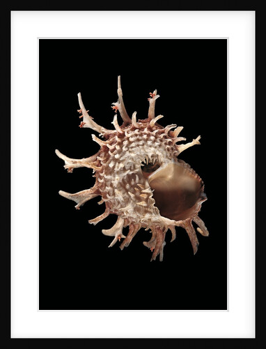 Angaria delphinus by Anonymous
