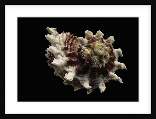 Angaria sphaerula by Anonymous