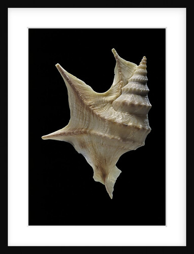 Aporrhais pespelicanis by Anonymous