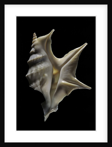 Aporrhais pespelicanis by Anonymous