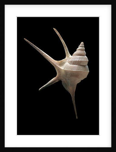 Aporrhais seresianus by Anonymous