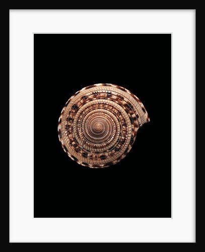 Architectonica maxima by Anonymous