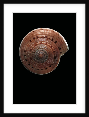 Architectonica nobilis by Anonymous