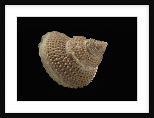 Astalium bathyraphe by Anonymous