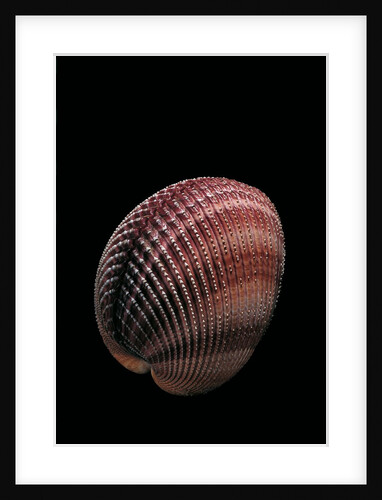 Trachycardium quadragenarium by Anonymous