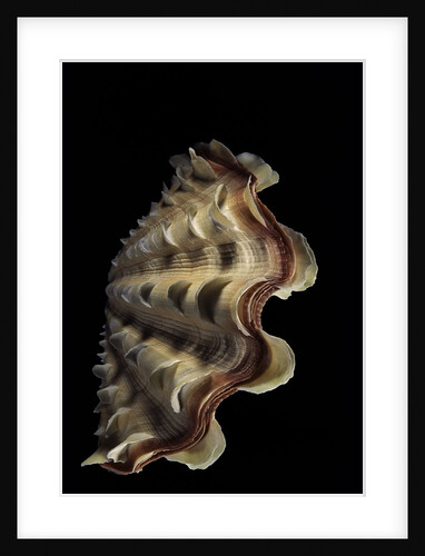 Tridacna noae by Anonymous