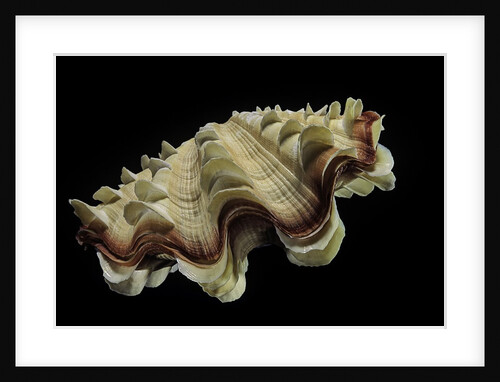 Tridacna noae by Anonymous