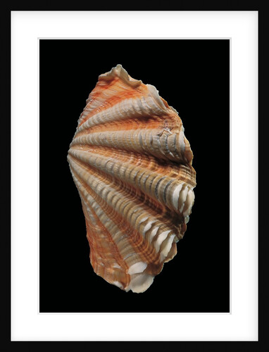 Tridacna squamosa by Anonymous
