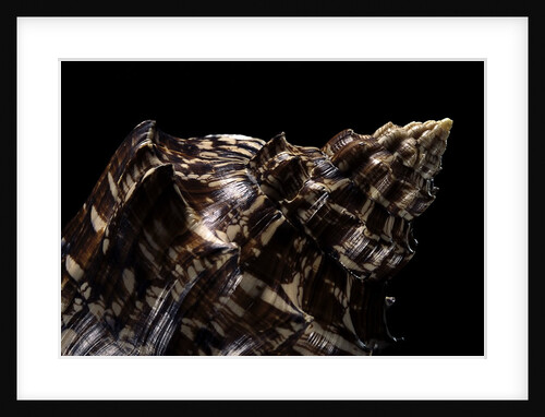 Aulica imperialis by Anonymous