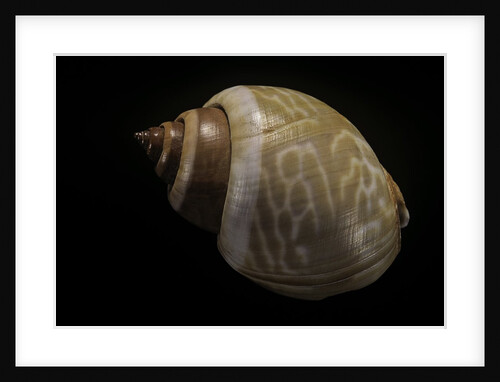 Babylonia ambulacrum by Anonymous
