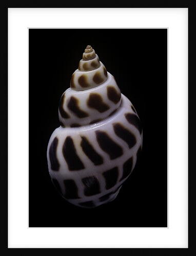 Babylonia areolata by Anonymous