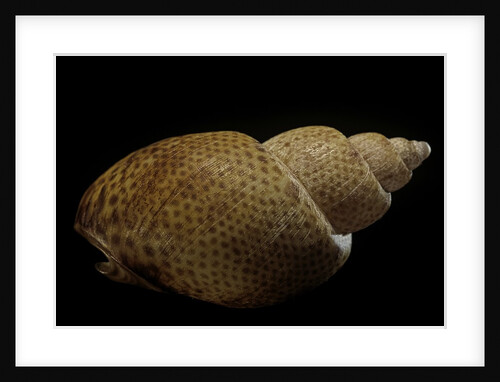 Babylonia papillaris by Anonymous