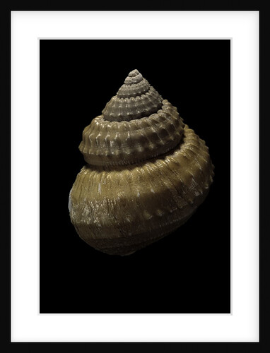 Bathybembix bairdii by Anonymous
