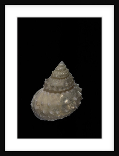 Bathybembix crumpii by Anonymous