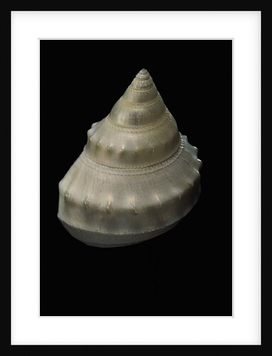 Bathybembix crumpii by Anonymous