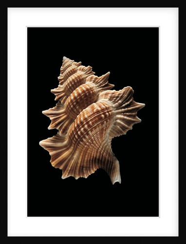 Biplex perca by Anonymous