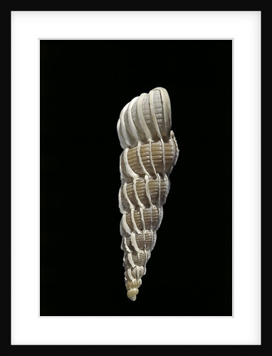Boreoscala groenlandica by Anonymous