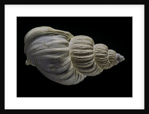 Buccinum politum by Anonymous