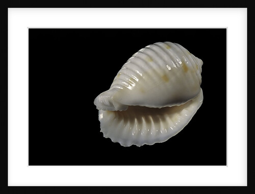 Bulla ampulla by Anonymous