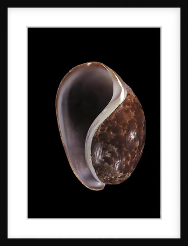 Bulla mabillei by Anonymous