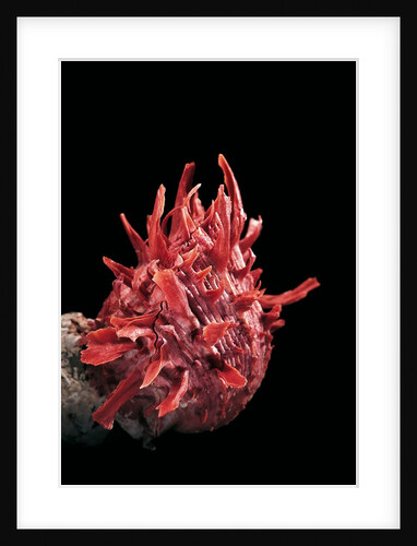 Spondylus princeps by Anonymous