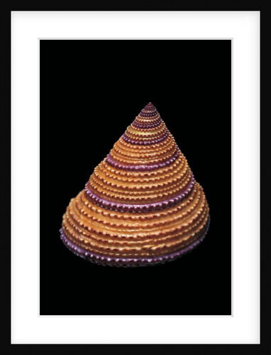 Calliostoma annulatum by Anonymous
