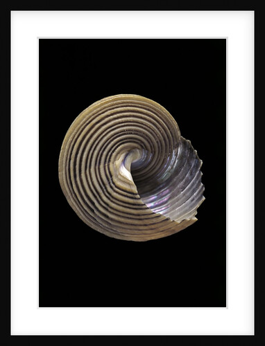 Calliostoma canaliculata by Anonymous