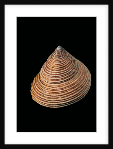Calliostoma canaliculata by Anonymous
